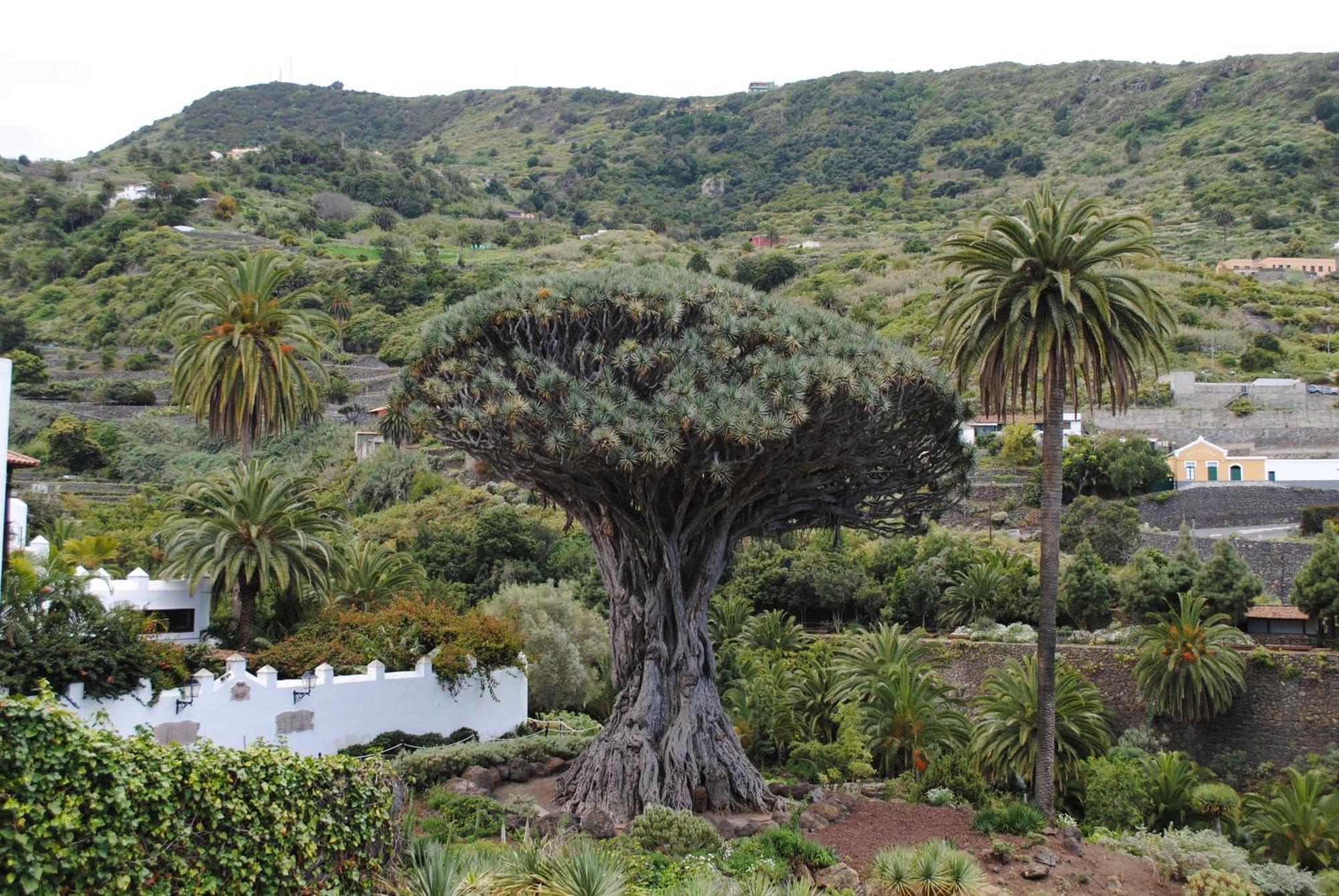 Finca Los Loros Icod De Los Vinos By Hrtenerife Net Σάντα Κρουζ Τενερίφης Εξωτερικό φωτογραφία
